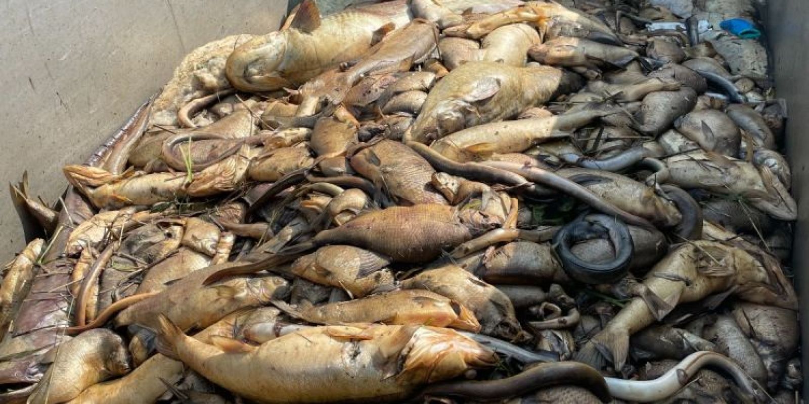 Großes Fischsterben im Bereich Leda, Jümme und Aper Tief