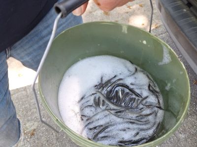 Aalbesatz 25.05.2025