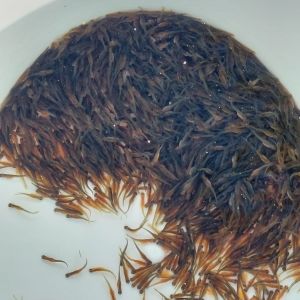 foto 06.03.26 5 39 28  