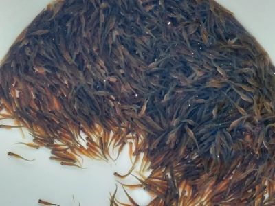 Besatz Meerforellenbrütlinge März 2026