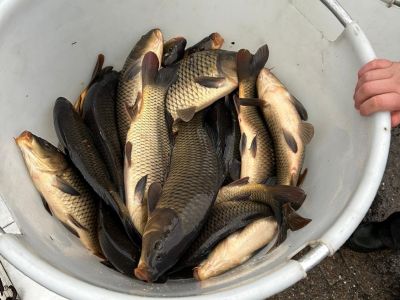 Fischbesatz 27.11.2024