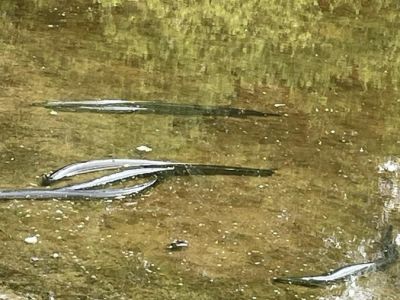 Fischsterben 23.06.2023