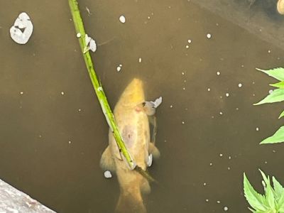 Fischsterben in der Kleinen Norderbäke 01.06.2025