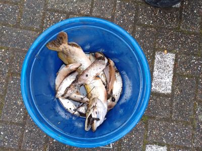 Fischsterben Norderbäke 22.03.2024