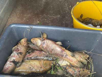 Fischsterben Vorfluter Unterster Weg 19.08.2024