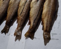 foto 05.03.26  22 58 31    