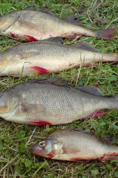 Jörg Niemeyer, 4 Barsche