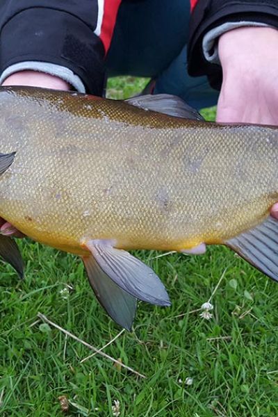 Sandra Roskam, Schleie