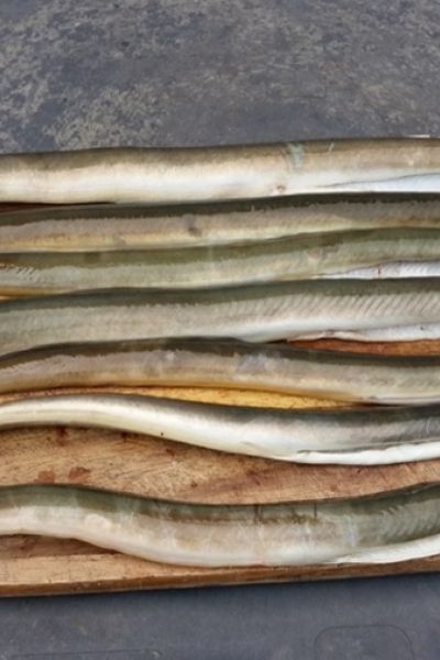 Bernhard Hollje Aale