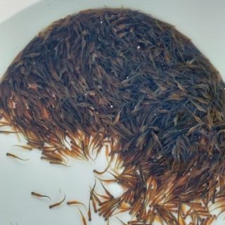 Wiederaufnahme des Meerforellenbesatzes