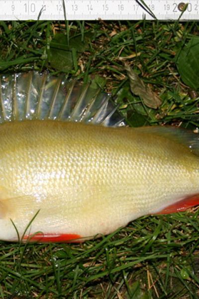 Stefan Töpfel, Albino-Barsch