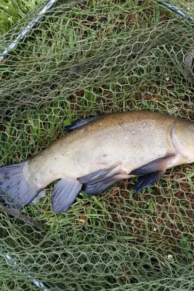 Jens Witthus, Schleie