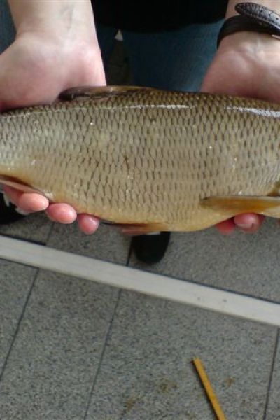  Matthias Janßen, Aland