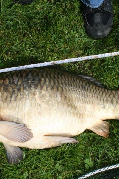 Stefan & Jonas Töpfel, Karpfen