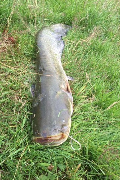 Norbert Eilers, Wels 