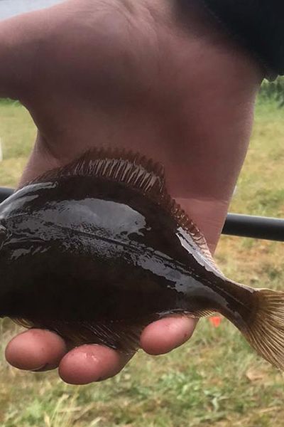 Tobias Eichner Flunder