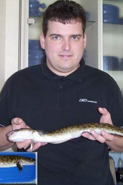 Thomas Gertje, Aalquappe