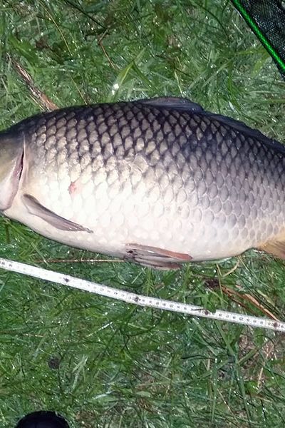 Bernhard Hollje, Schuppen- und Spiegelkarpfen
