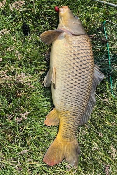 Udo Schumann Karpfen