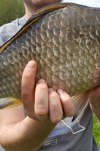 Tobias Schwirk, Karausche