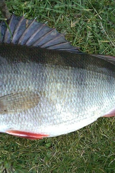 Daniel Tennert, Barsch