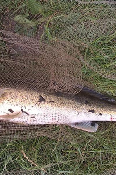 Holger Fröhlich, Zander