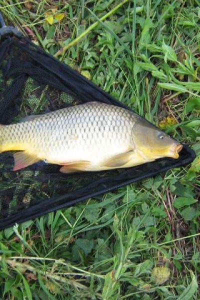  Bernhard Hollje, Schuppenkarpfen