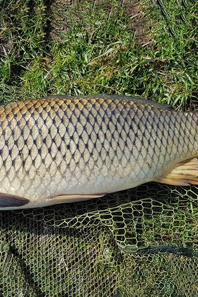 Jens Withus, Karpfen