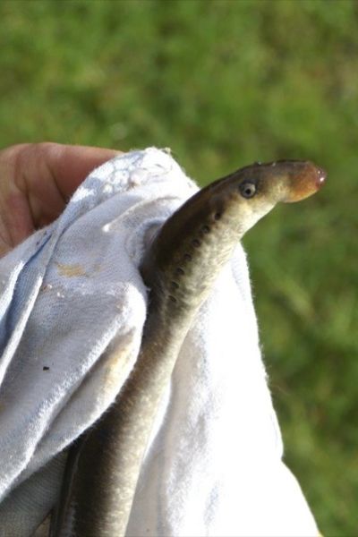 Sönke Borgmann, Neunauge