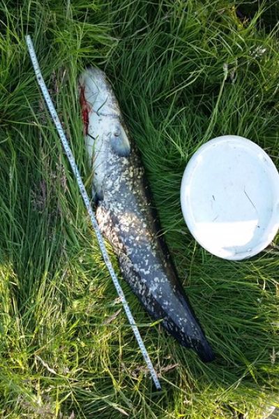 Bernhard Hollje, Wels