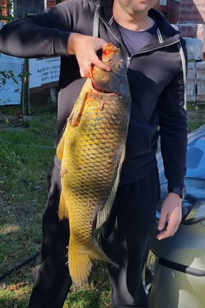 Vitali Engel Karpfen