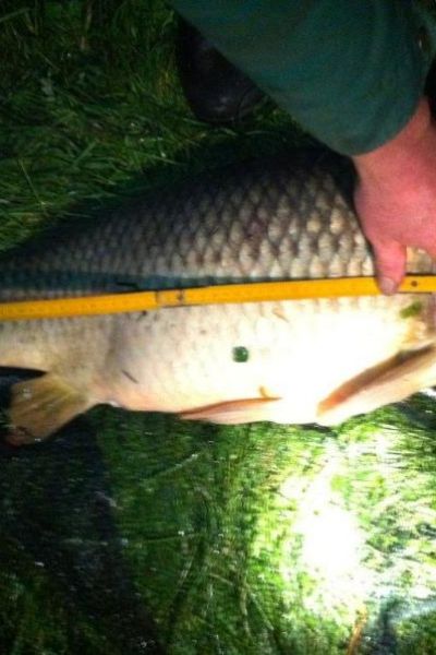 Malte Lüers, Schuppenkarpfen