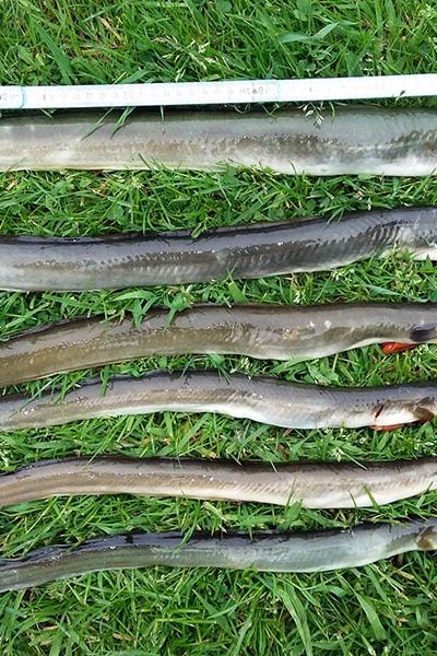 Bernhard HoBernhard Hollje, 6 Aale 