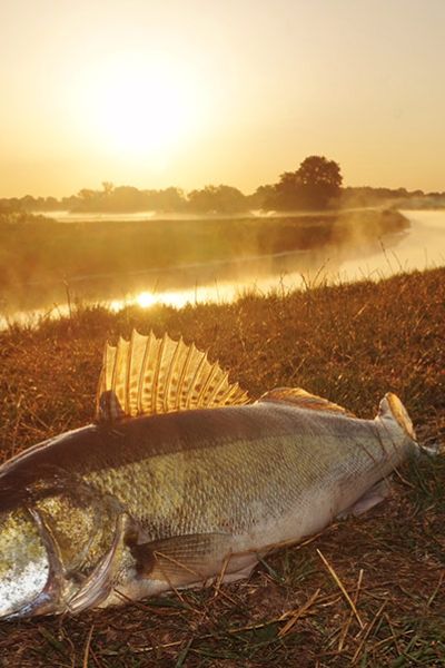 Stefan Töpfel, Zander (75 cm)