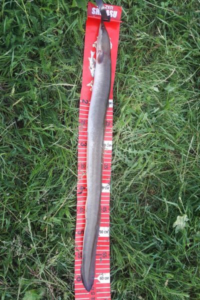 Andreas Pamp mit Schleie