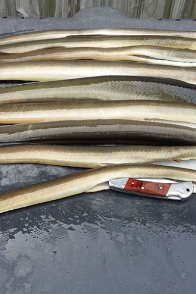 9 Aale von Bernhard Hollje