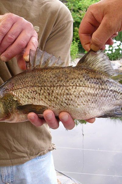 Norbert Kocur, Forellenbarsch