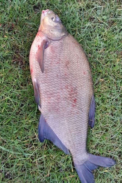 Burkhard Nieruch Brasse