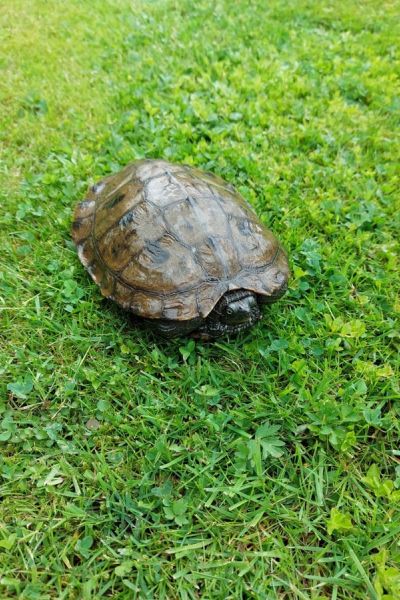 Schildkröte in der großen Süderbäke