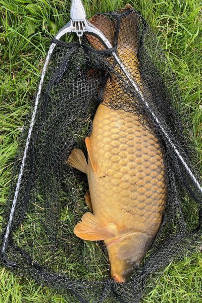 Udo Schumann Karpfen