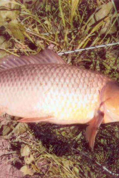  Schuppenkarpfen, gefangen von einem Gastangler