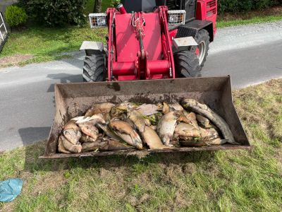 Fischsterben Jümme, Leda und Aper Tief 18.-19.08.2024