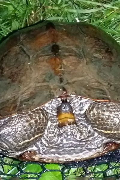 Schildkröte