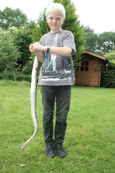 Stefan Töpfel, Aal
