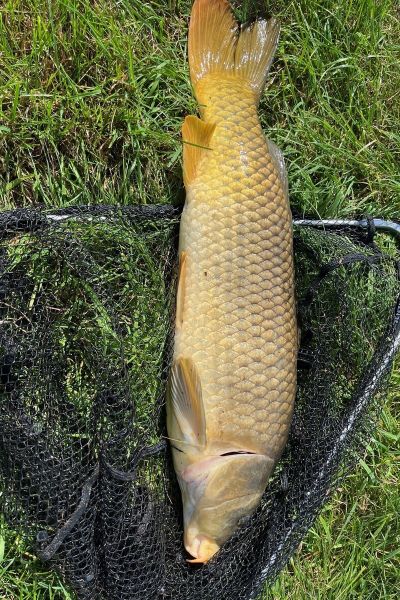 Udo Schumann Karpfen