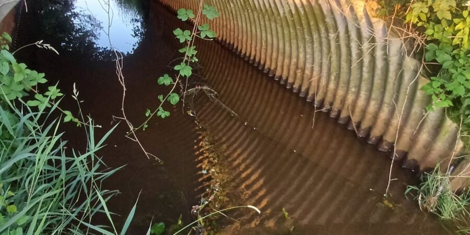 Erneute Fischwilderei in der Ollenbäke
