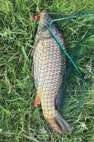 Udo Schumann Karpfen